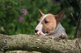 BULL TERRIER MINIATURE 195